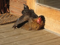 Huhn beim Sonnenbaden.